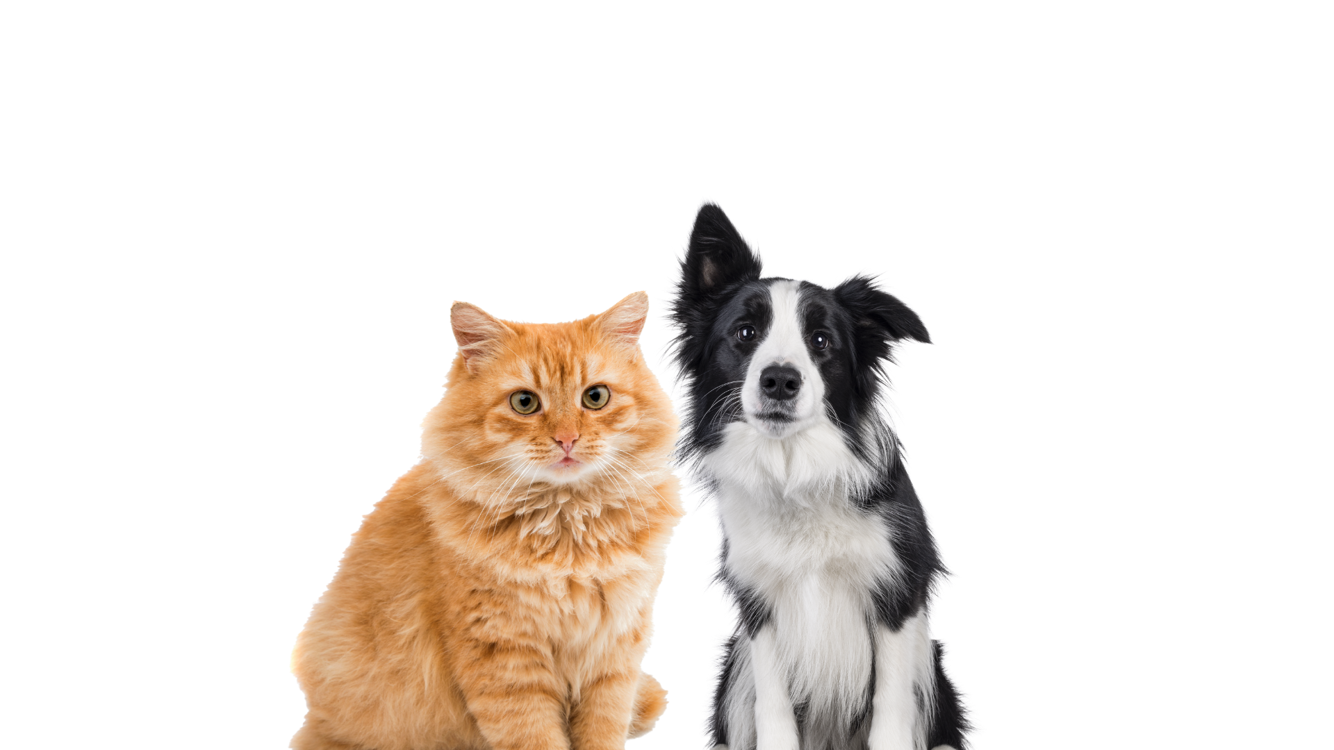 Animaux